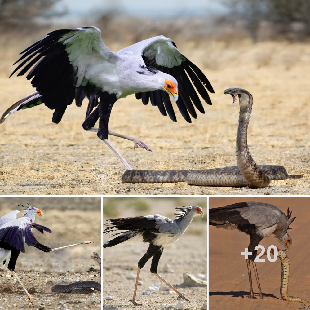 Unmatched Skill: Secretary Bird’s Mighty Kick Defeats Cobras in Astonishing Display of Prowess.HoaiMy