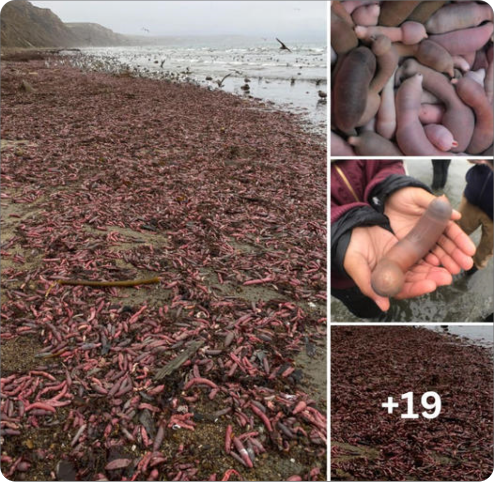 Beachgoers Stunned by Thousands of Phallic-Shaped Fish on California Shore